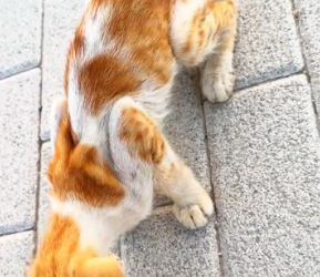 V1202018_Rescue a cat #rescue #rescueanimals #cat #catsoftiktok #animals _part2