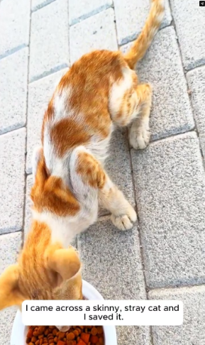 V1202018_Rescue a cat #rescue #rescueanimals #cat #catsoftiktok #animals _part2