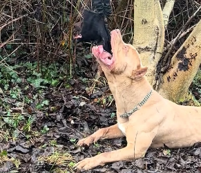 V1202019_If you dog does not like this when you done working out, you doing it wrong � ! He is done but still want more �� –