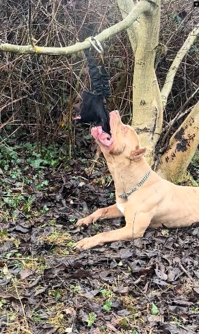 V1202019_If you dog does not like this when you done working out, you doing it wrong � ! He is done but still want more �� –