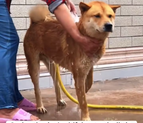 V1202020_A dog fell into the river, but everyone just stood on the bank watching and no one tried to help#dog #rescue #animalres