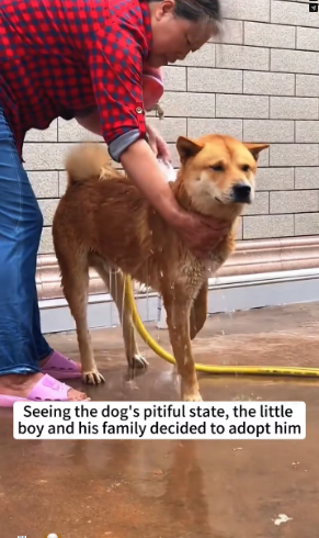 V1202020_A dog fell into the river, but everyone just stood on the bank watching and no one tried to help#dog #rescue #animalres