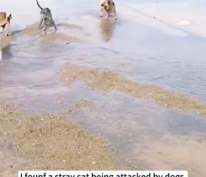 V1202021_I found a stray cat being attacked by dogs while I was taking aerial photos with my drone…#cat #rescue #animalrescue #u