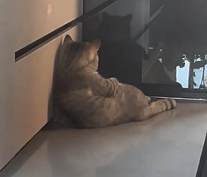 V1202022_We speak different languages,but sadness sounds the same.#sadcat #catsoftiktok #catreels #catthoughts #fyp _part2