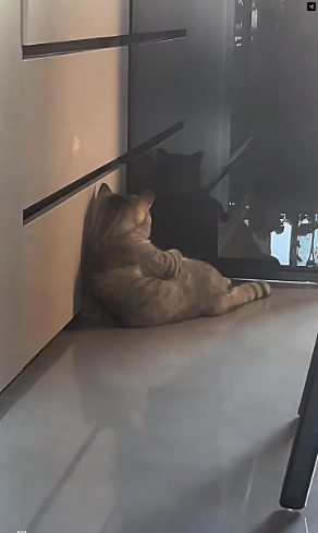 V1202022_We speak different languages,but sadness sounds the same.#sadcat #catsoftiktok #catreels #catthoughts #fyp _part2