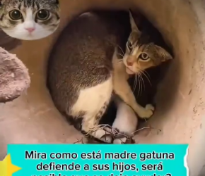 V1202023_Incredible how this mother protects her babies 🥺charlotte #viralvideo #thankyouforyoursupport #loveanimals ❤️