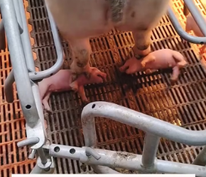 V1202024_A mother pig abandoned her two newborn piglets.The poor little piglets were barely clinging to life.After I kept trying