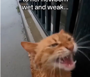 V1202025_Why don’t people stop and help! #wholesome #animals _part2