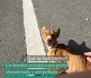 V1202026_The image is heartbreaking. A resident of Jaén rescued Mya, a little dog who had been abandoned on the road.
