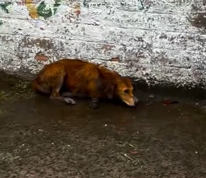 V1202027_resgate de @paolasaldiviia #resgateanimal _part2