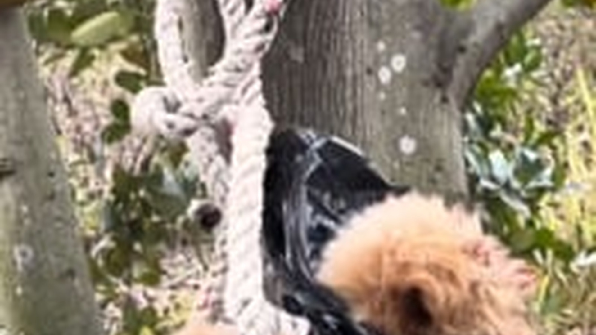 M0303008_Rescue a puppy �������❤️❤️❤️❤️❤️❤️❤️❤️❤️#rescue #rescueanimals #rescuedog #rescuepuppy #dog #_part2