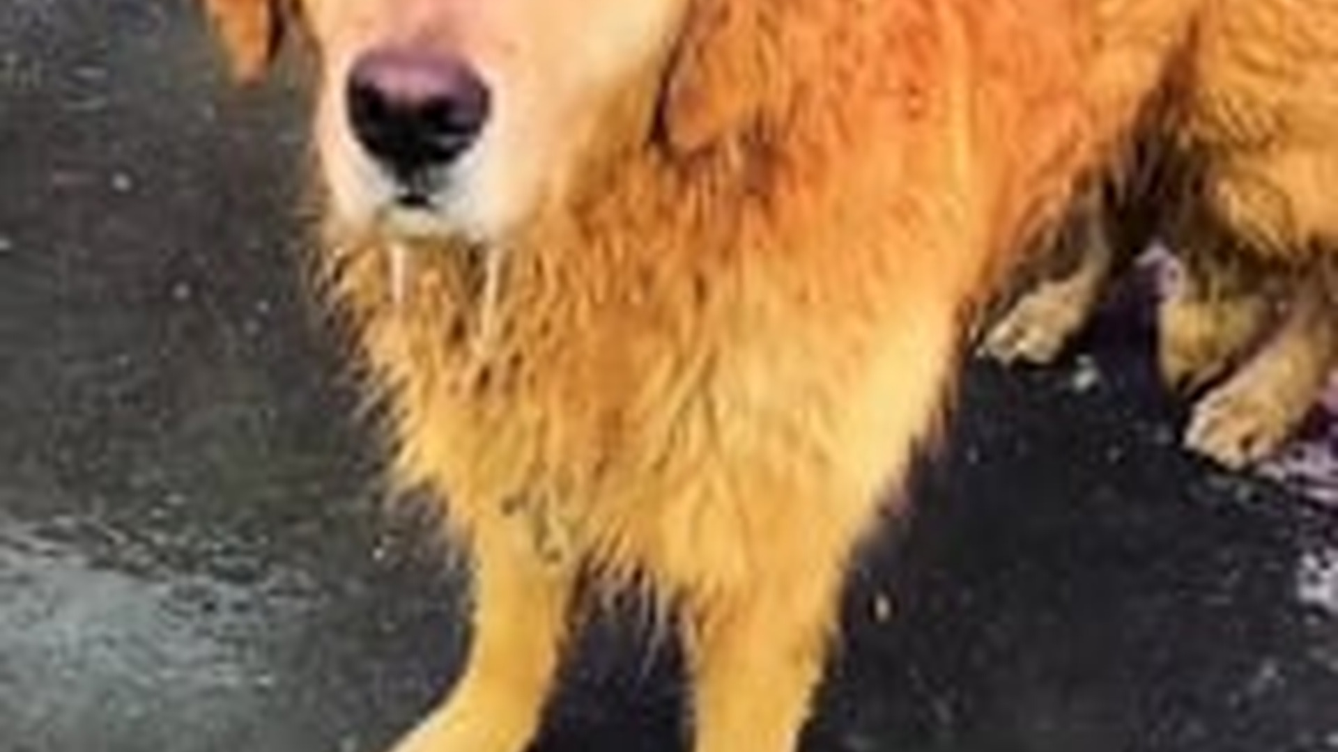 M0303022_#rescue #love #fyp #trending #animals_part2