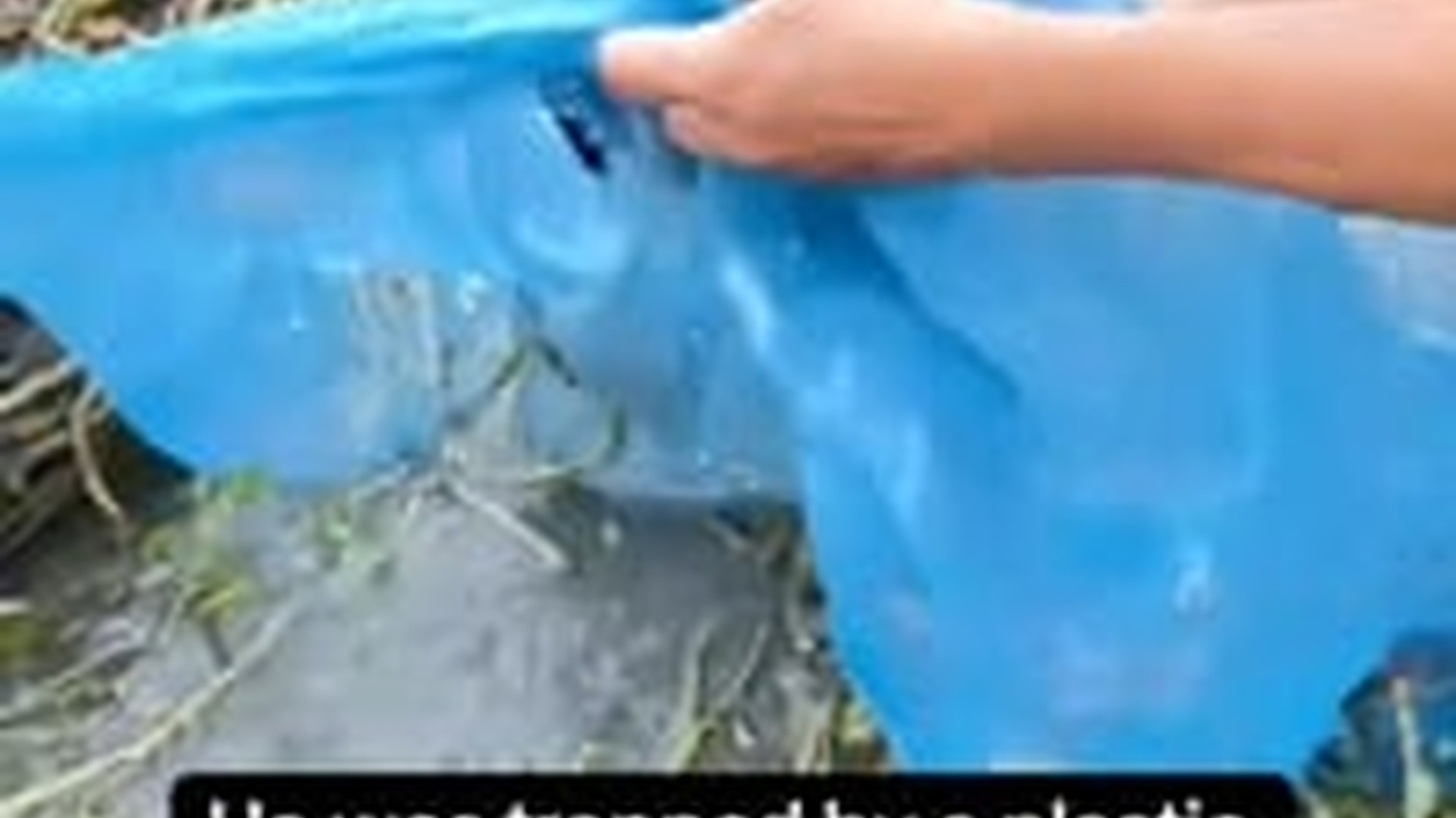 M0303028_The story of I recuse my dog and become best friend #animal #help #save #love #animallove #dog #pet_part2