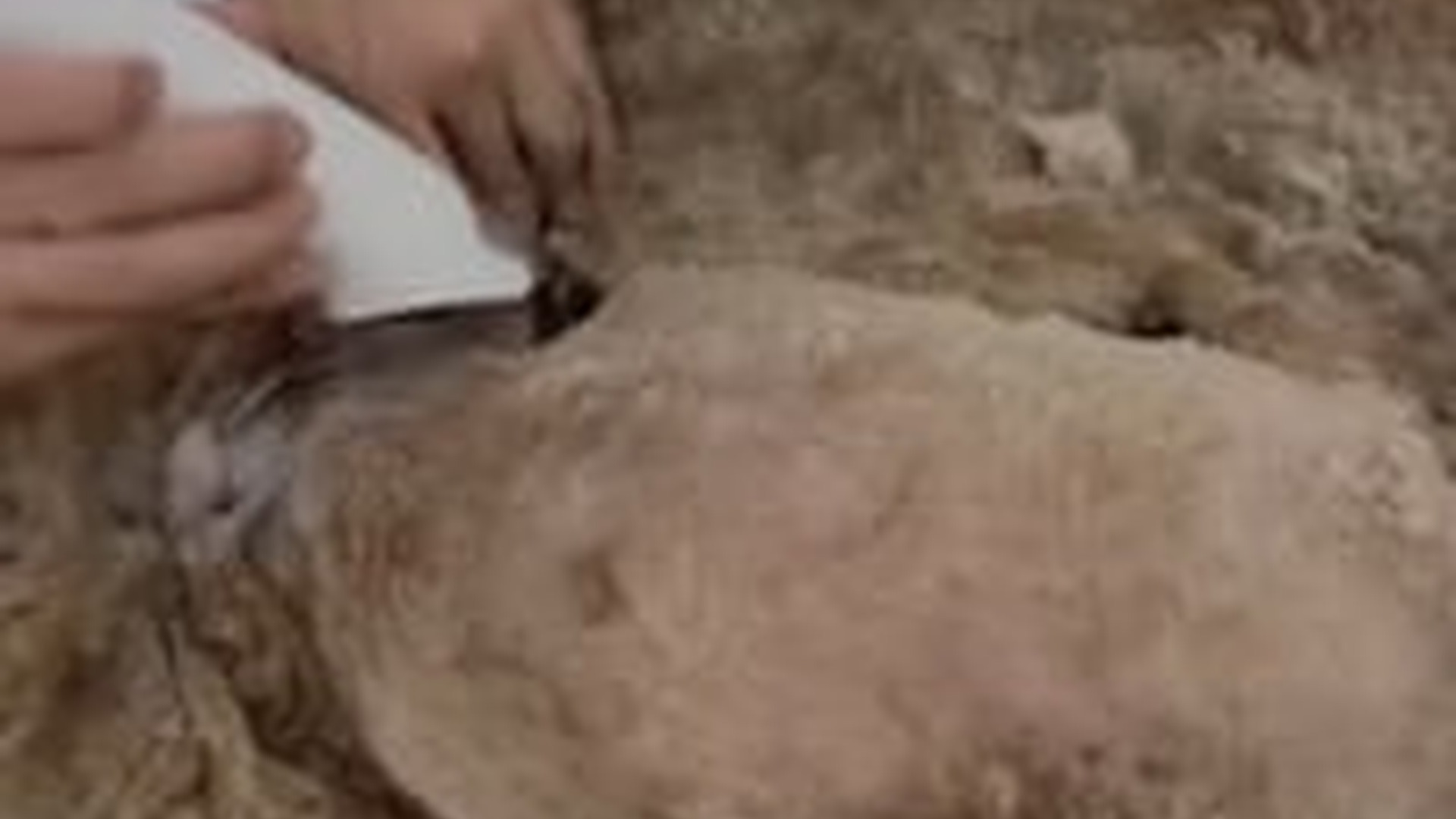 M0303031_Recuse the poor abandoned puppy cover a long dirty hair will you save it_ #animal #help #save #love_part2