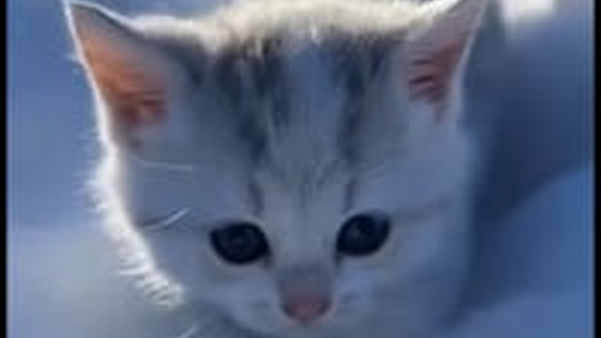 D1203001_#cat #kitten #catsoftiktok #kucing #kucinglucu_part2