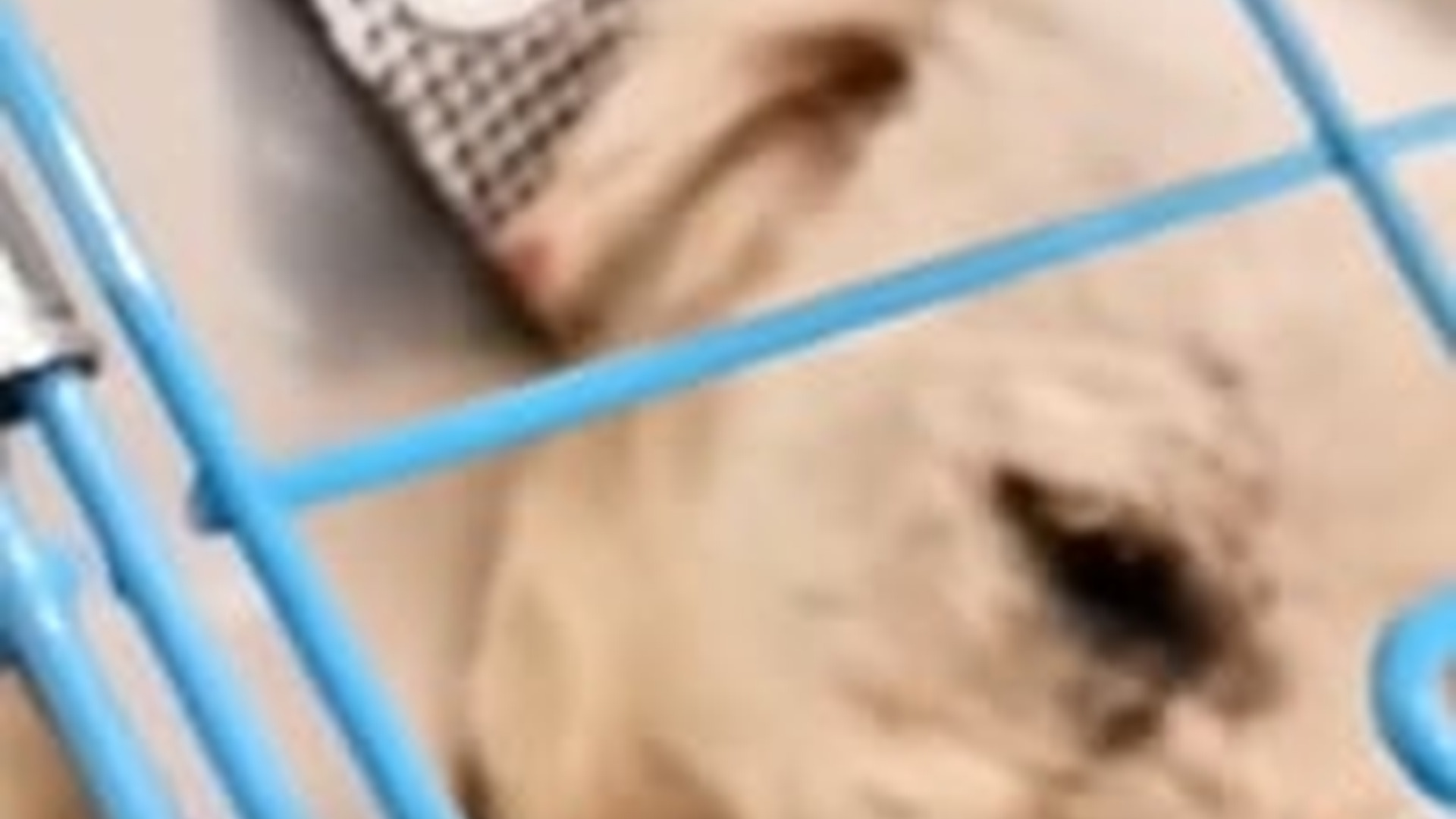 D1203004_1M views 42K reactions ESTABA ABONDONADO PER_part2