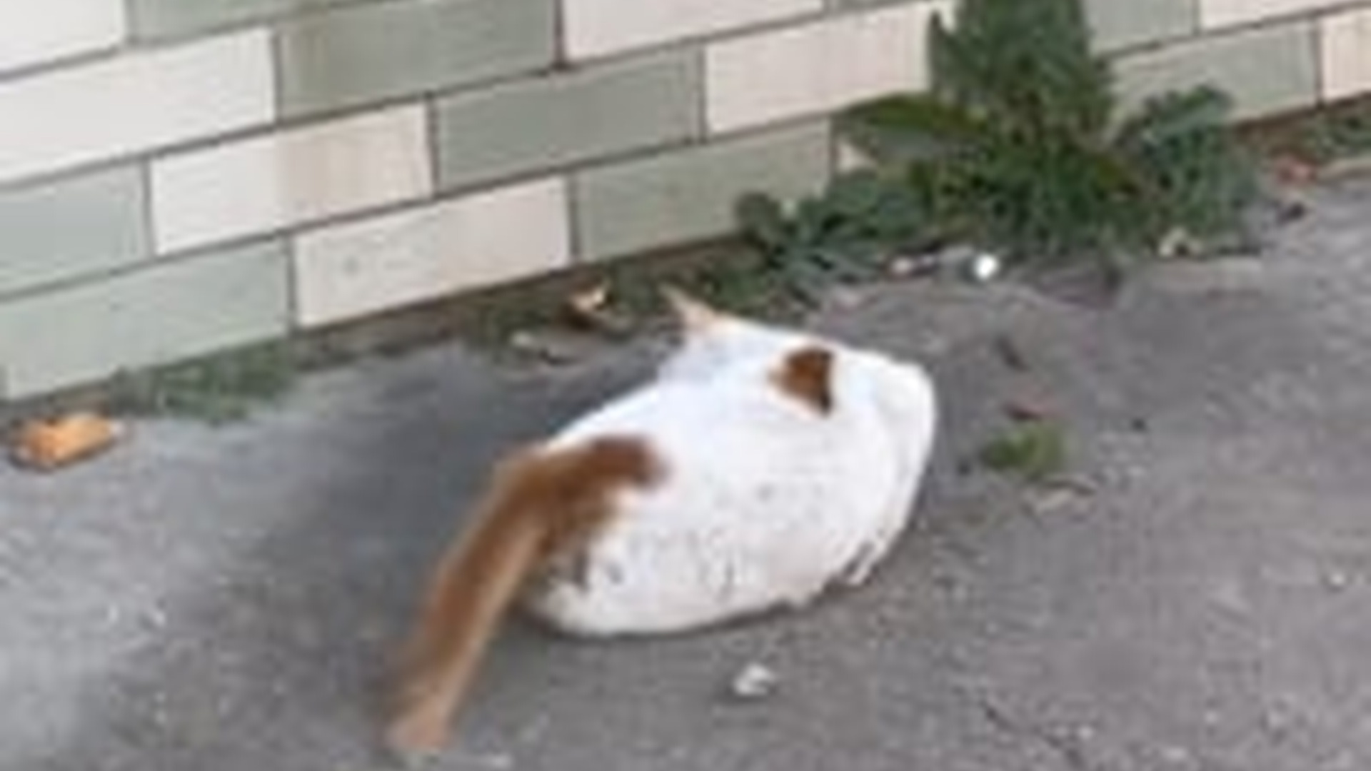 D1203006_What happed _ #cat #trending #xuhuong #fyp #pet_part2