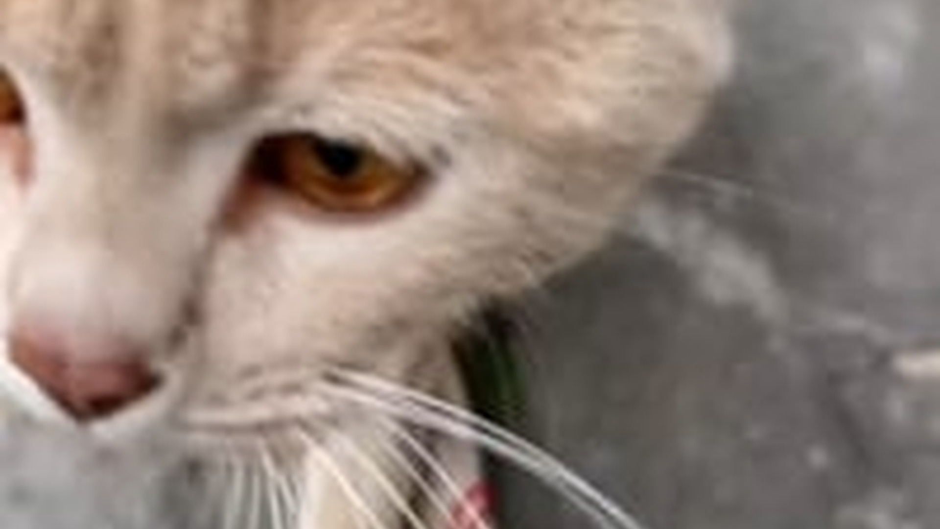 D1203007_Poor cat #cat #trending #xuhuong #fyp #pet_part2
