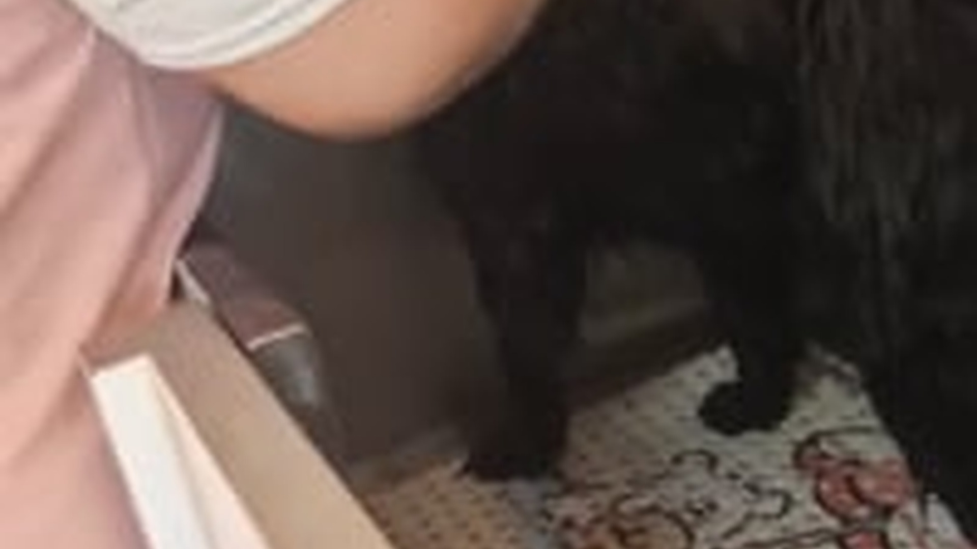 D1203008_In this video Ally is enjoying a much-needed spring groom and a little bit of pampering. Ally is ano_part2