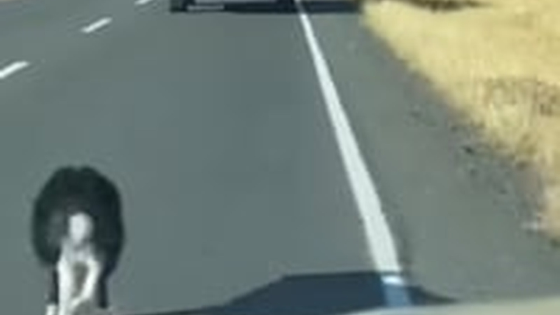 D1203010_Adopté a Este Perro Abandonado_part2