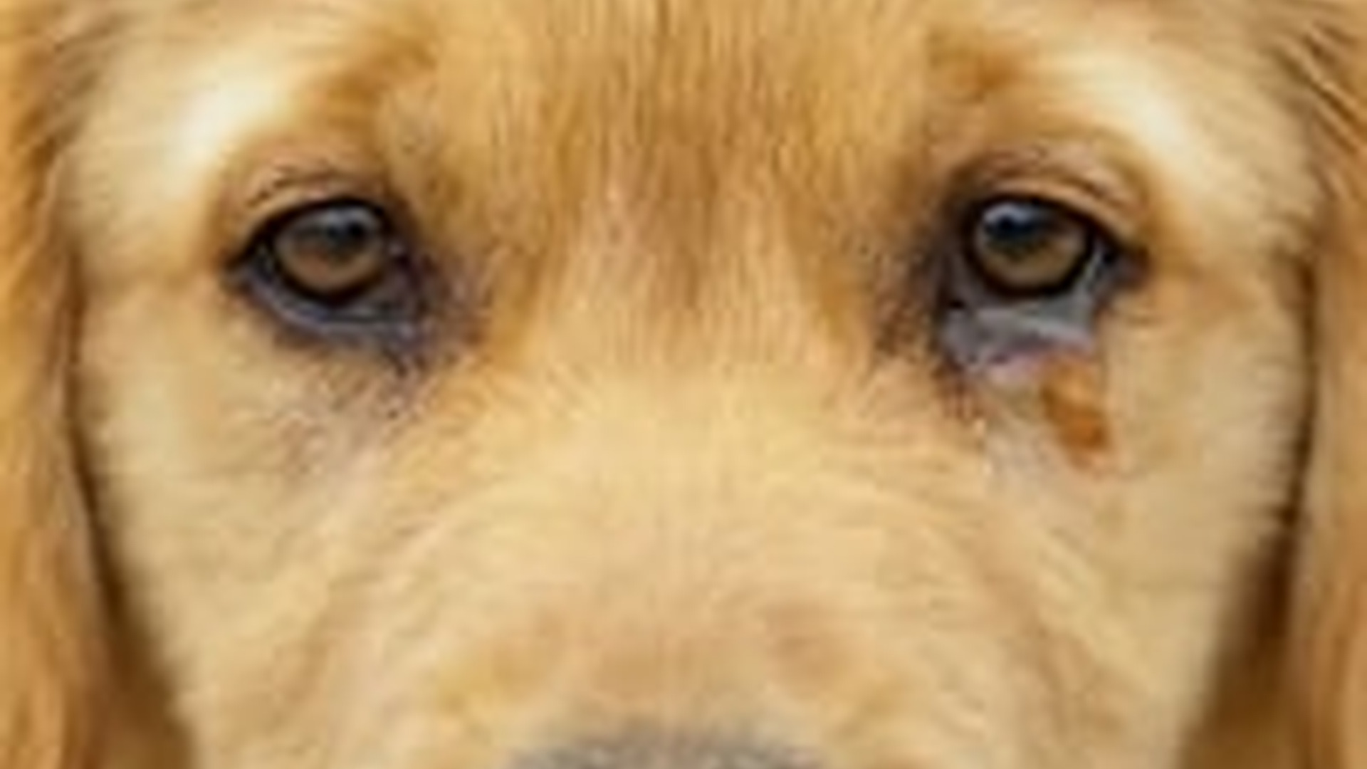 D1203013_oneminuteanimalstories_7613704943416937750_part2