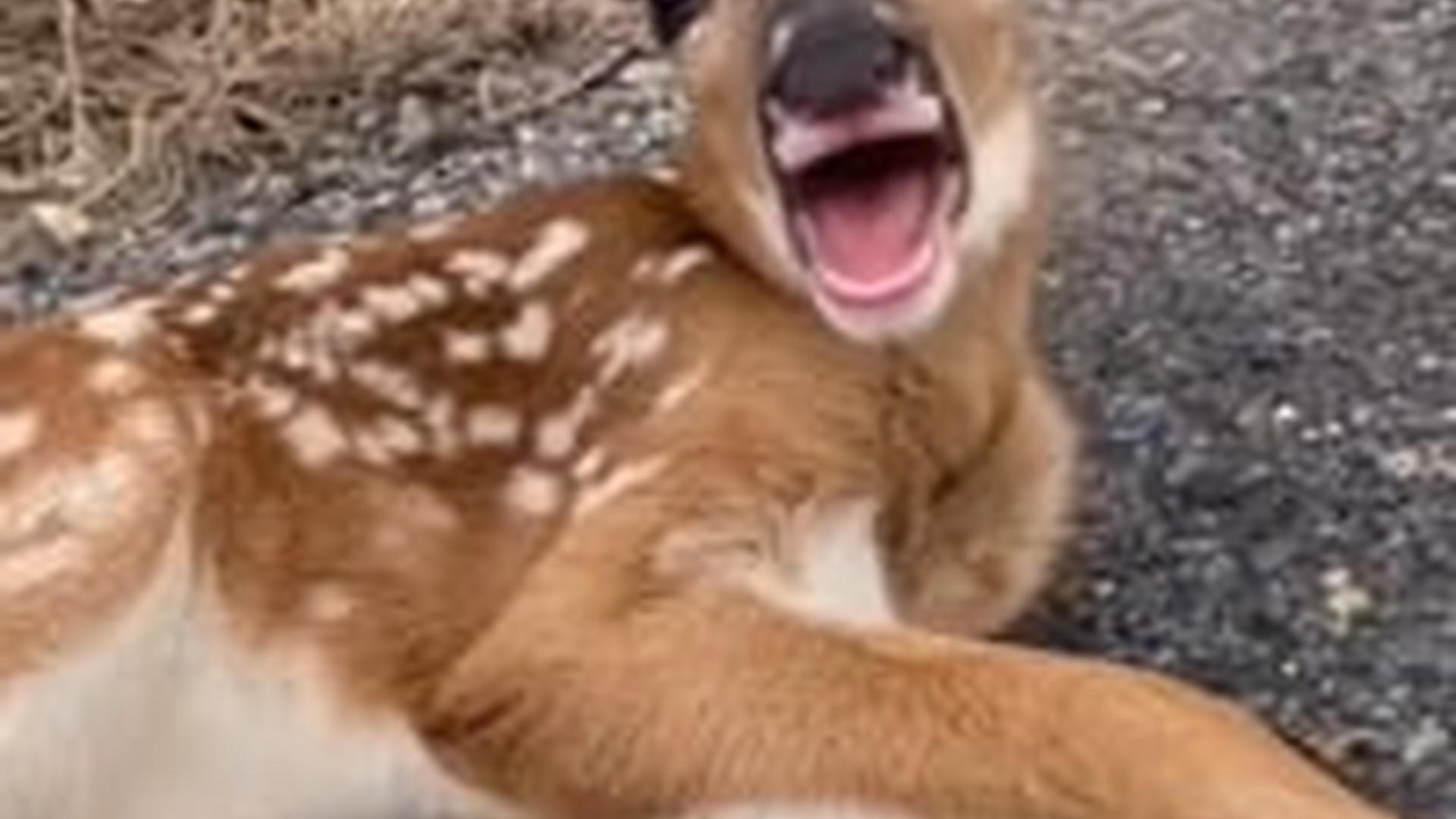 D1203014_Ofc my wife ended up loving him! #wholesome #animals_part2