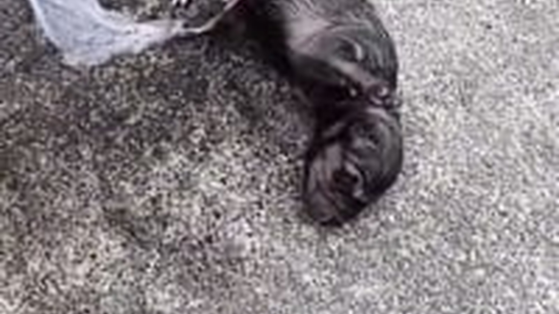 D1203020_#dogpoor #dogvideos #dogsoftiktok #dogs_part2