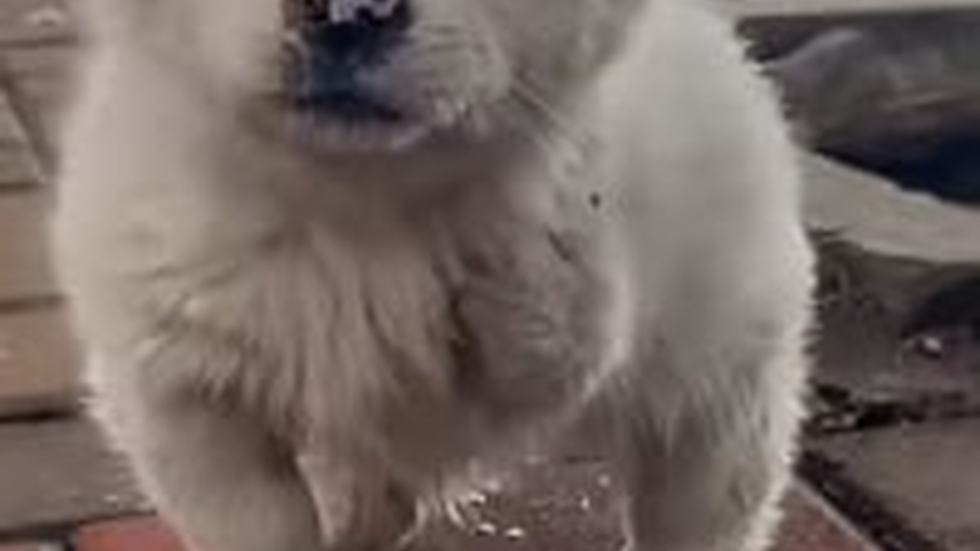 D1203021_#dogpoor #dogvideos #dogsoftiktok #dogs (1)_part2