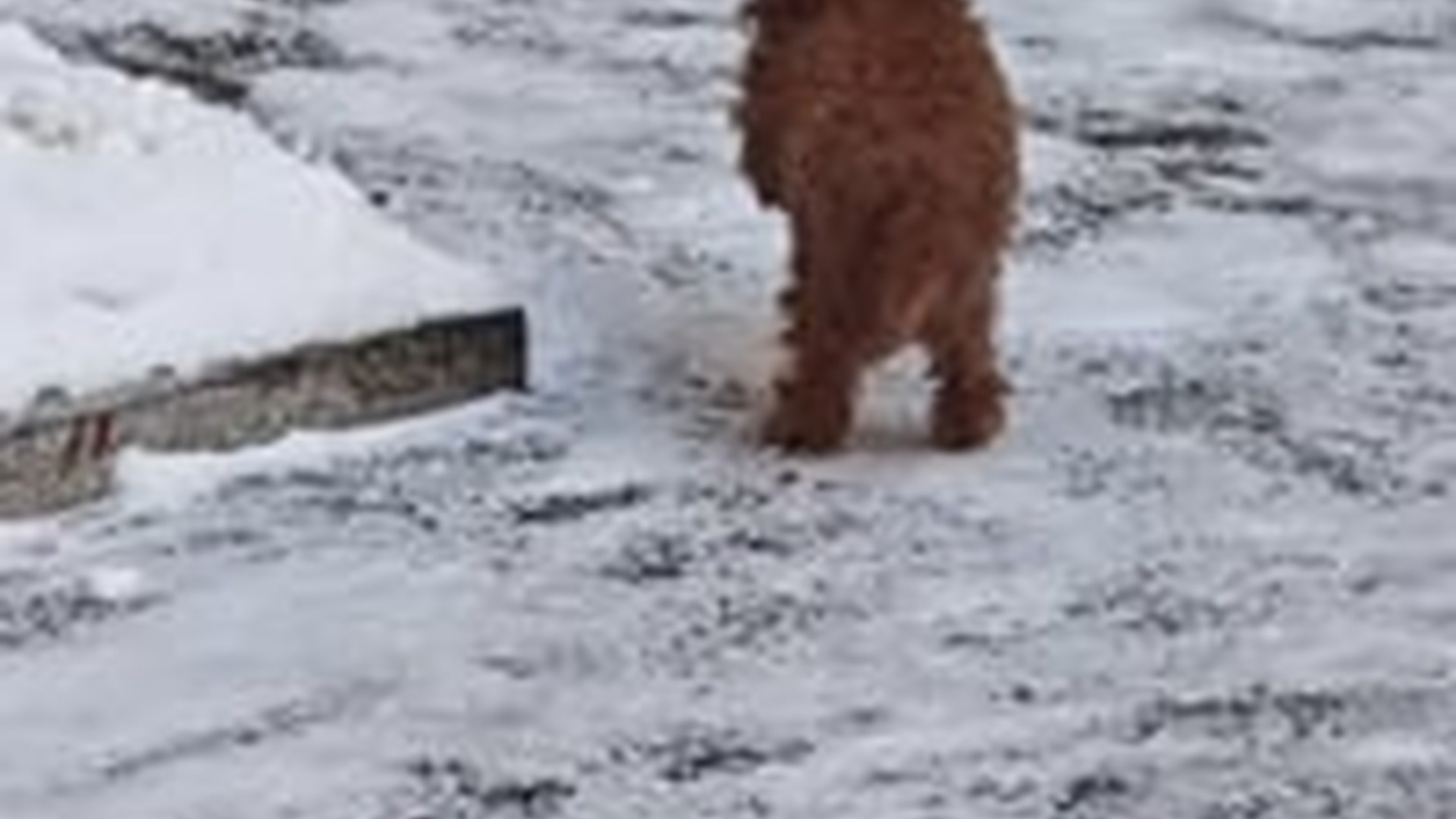 D1203022_#dogvideos #dogs #dogpoor #dogsoftiktok_part2