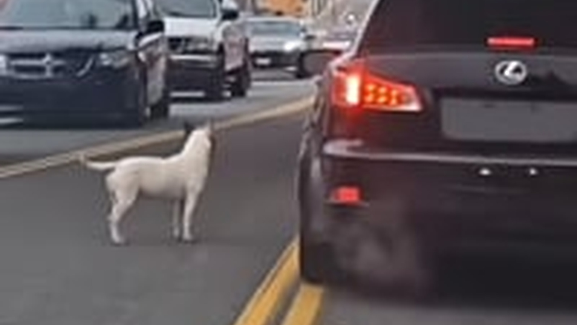 D1203024_#rescue #poordog #rescuedog #dogrescue #dog #dogsofttiktok #puppylove #foryou #puppy #doglover_part2