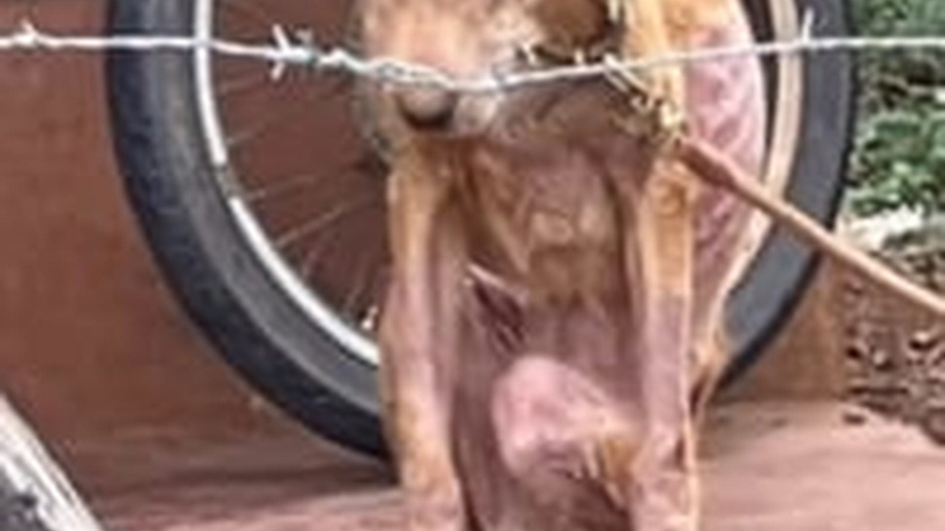 D1203027_Rescue Dog ��� seekor anjing terlihat dirantai didepan teras sebuah rumah yang kosong, kondisi a_part2