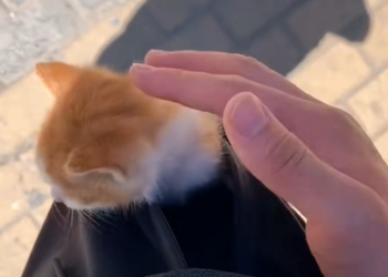 B0803010_The kitten’s paw was bitten by a turtle.I rescued her and decided to adopt her❤️#cat #rescue #animal_part2