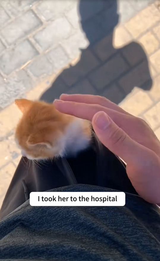 B0803010_The kitten’s paw was bitten by a turtle.I rescued her and decided to adopt her❤️#cat #rescue #animal_part2