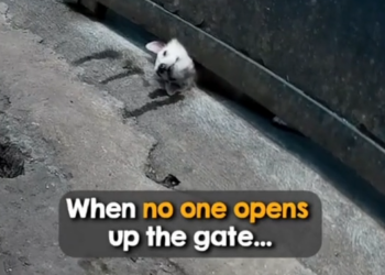 B0803015_#dog #dogrescue #fyp #fypviralシ_part2