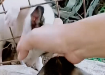 B0803025_Part 5 _ Rescue the trapped dog #animals #dog #dogsoftiktok_part2