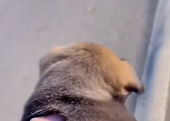 B0803004_Mother dog begs man to save her baby #rescueanimals #rescue #dog #dogsoftiktok #puppy_part2