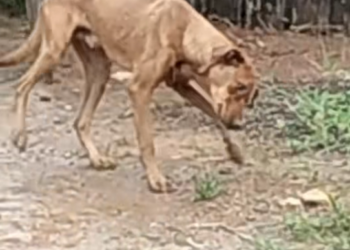 M0603046_vidasquesalvam__part2