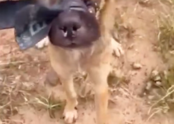 B0803035_Rescue the abandoned dog with duct tape around its mouth wandering around and unable to eat or drink_part2