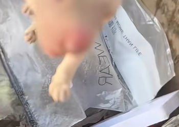 B1103007_#cat #catvideo #catcute #catsoftiktok_part2