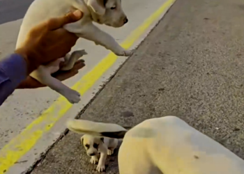 M0203001_mother dog and her puppies were wandering by the road i passed by and saw and couldn’t ignore and th_part2