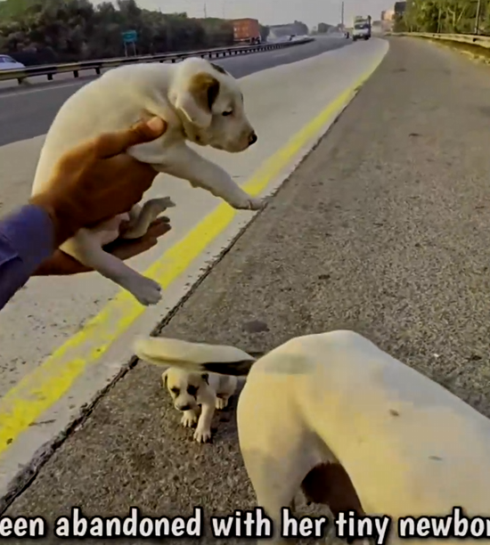 M0203001_mother dog and her puppies were wandering by the road i passed by and saw and couldn’t ignore and th_part2