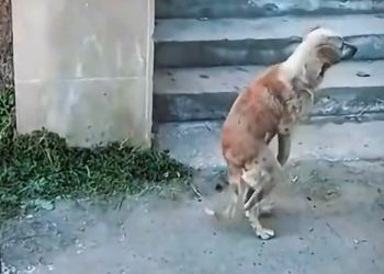 M0603042_Abandoned Dog’s Only Wish Was Walking Again💔_part2