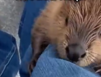 M1203009_She Blocked Our Car Because Her Babies Were Trapp_part2