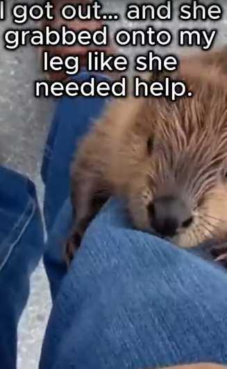 M1203009_She Blocked Our Car Because Her Babies Were Trapp_part2