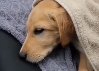 M1203008_He was sad and alone…until he met his best friend ❤️🥹 #wholesome #animals_part2