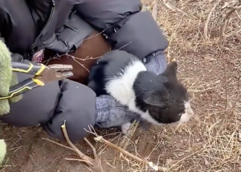 M1203002_Kind man rescues trapped kitten and adopts her as pet #rescue #animals #fyp #pet #love #kitten_part2