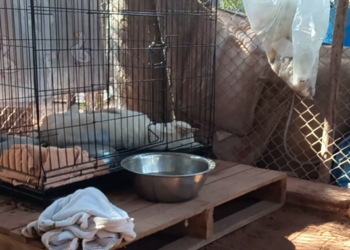 M0603050_Don’t cry, Daddy’s here. #NongPhonBoon #BaanMaeMongkol #StrayDog #PoorStrayDog #PhonBoon_Part2