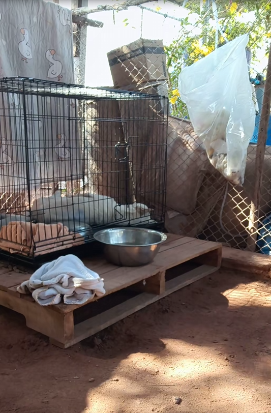 M0603050_Don’t cry, Daddy’s here. #NongPhonBoon #BaanMaeMongkol #StrayDog #PoorStrayDog #PhonBoon_Part2