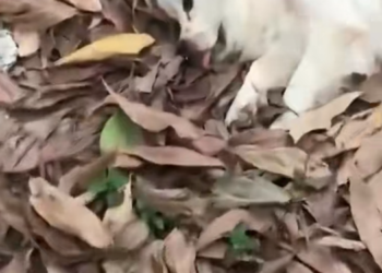 B1303011_On my way home from work, suddenly a woman stopped my car and showed me an unconscious dog and its p_part2