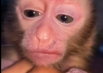 M1303005_A poor baby monkey lost its mom #monkey #lovestory❤️ #wildanimals #rescueanimals #loveanimals_part2